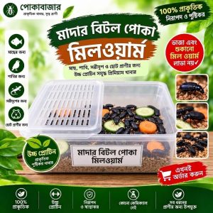 মিলওয়ার্ম মাদার পোকা চাষ করার জন্য