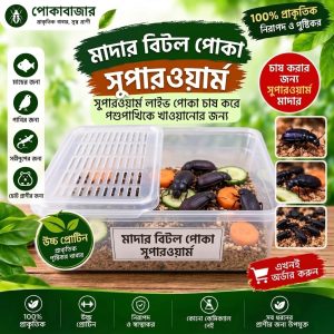 সুপার ওয়ার্ম মাদার পোকা চাষ করার জন্য